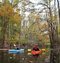 Kayakers on a river in the forest in Congaree National Park