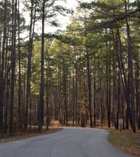 Country road thru the forest in Congaree National Park