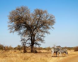 Two zebras in Kruger National Park, South Africa
