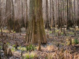 Forested wetlands in Congaree National Park