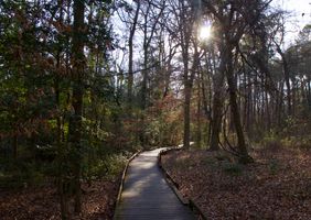 A wooden path in the middle of the forest in Congaree National Park