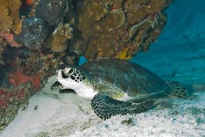 Green sea turtle hiding in coral reefs in Biscayne National Park