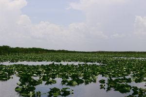 Water lilies in wetlands in Everglades National Park