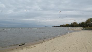 Beach full of seagulls at Lake Huron in Bay City state park