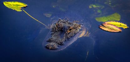 Floating black alligator in a wetland in Everglades National Park