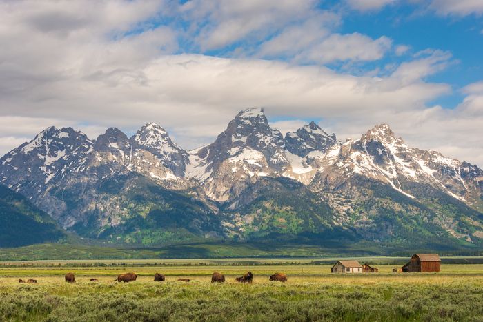 Animals grazing on the green grasslands of Grand Teton National Park with majestic mountains in the background