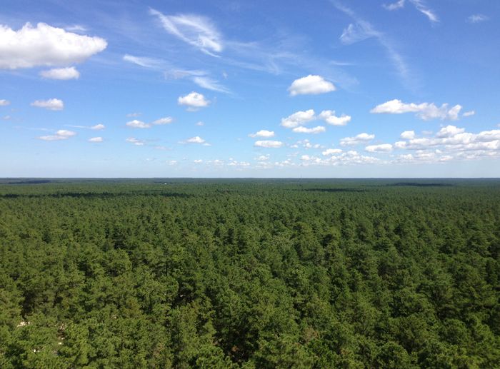 A view of the treetops in Pinelands National Reserve as seen from Apple Pie Hill